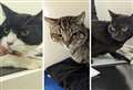 Flea-ridden cats found in cardboard box