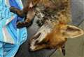 Fox put down after catapult attack